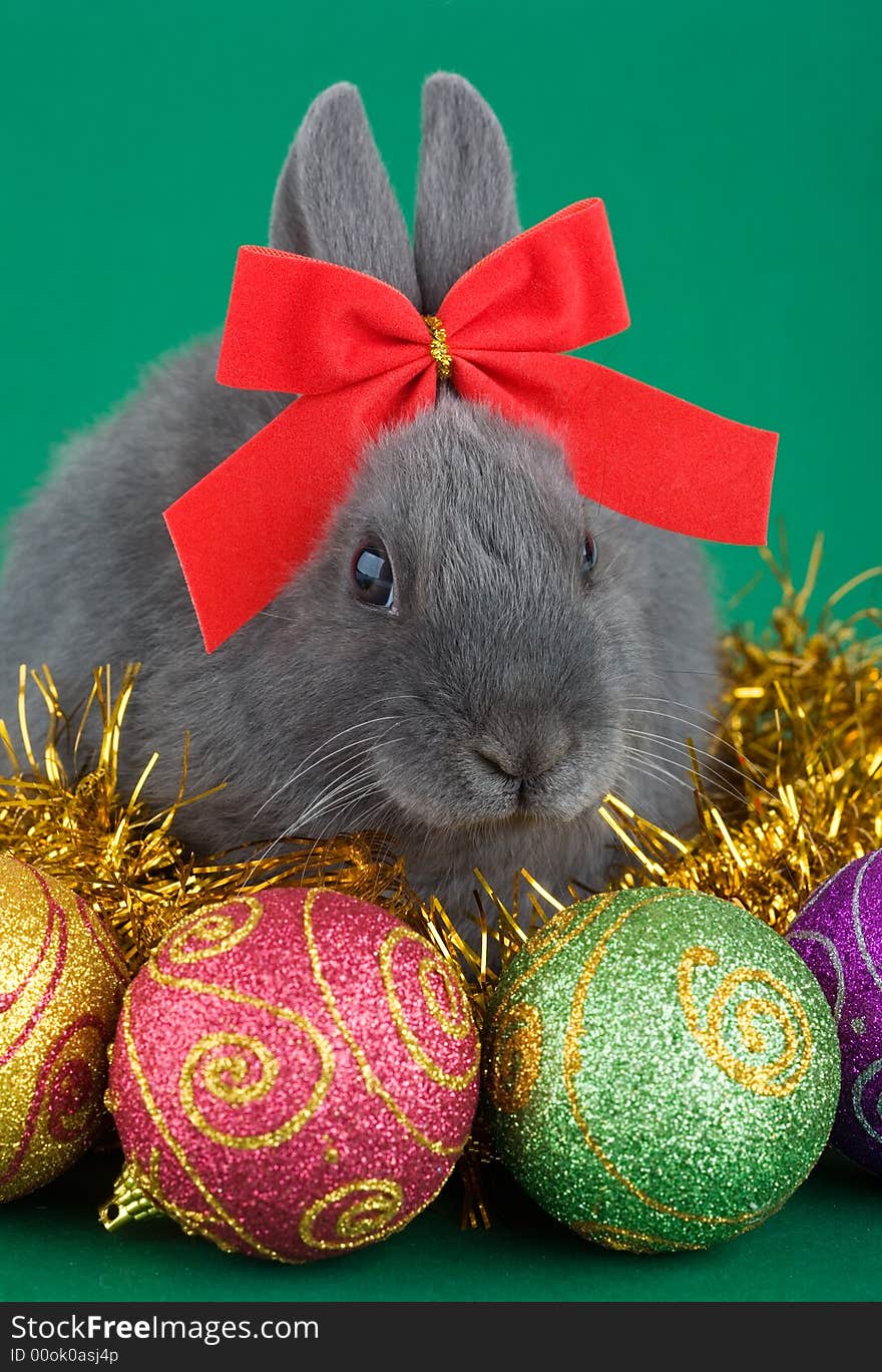 Lying grey bunny wearing a red bow and christmas decorations on green background. Lying grey bunny wearing a red bow and christmas decorations on green background