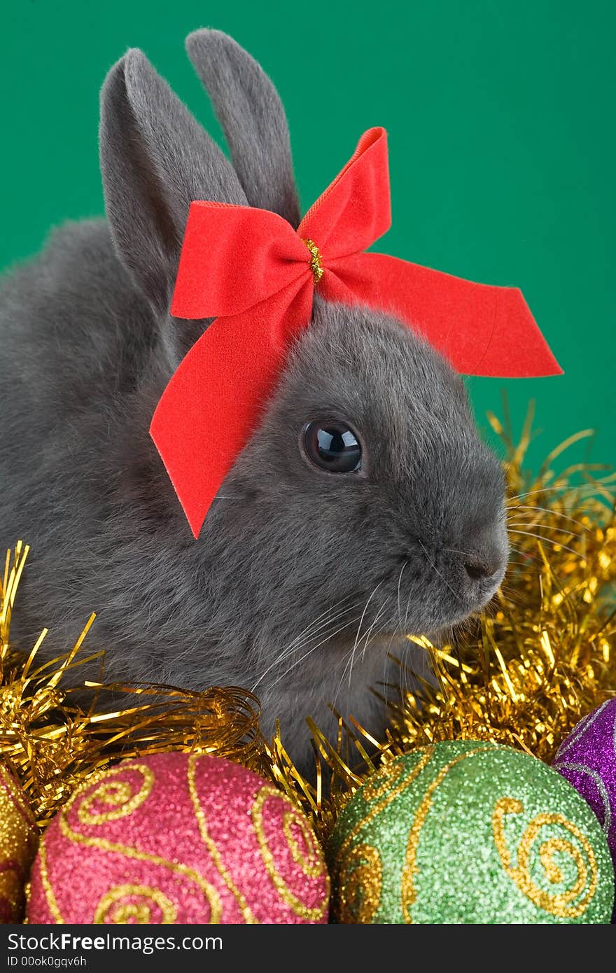 Lying grey bunny wearing a red bow and christmas decorations on green background. Lying grey bunny wearing a red bow and christmas decorations on green background