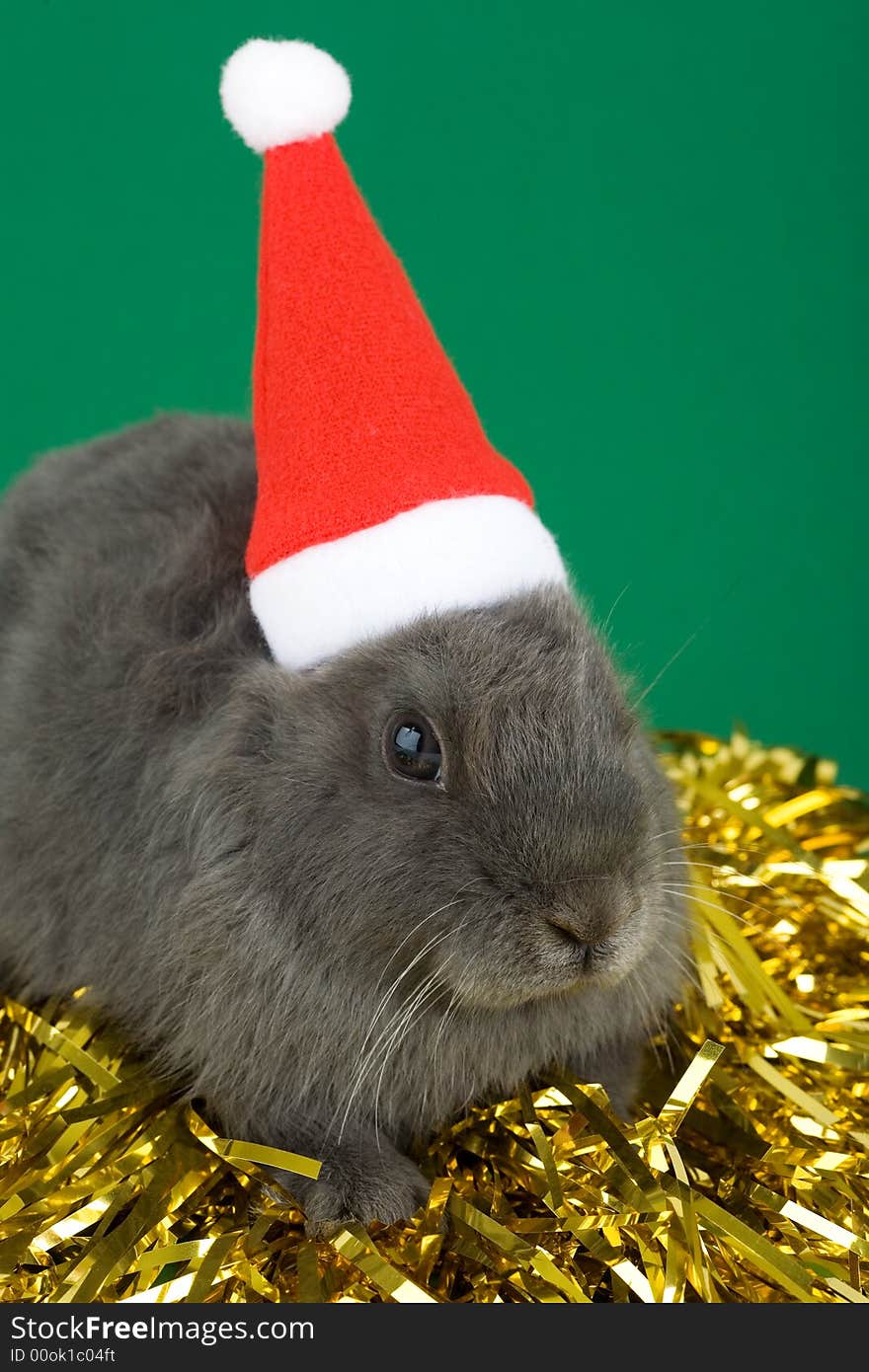 Grey bunny in santa hat and gold garland. Grey bunny in santa hat and gold garland