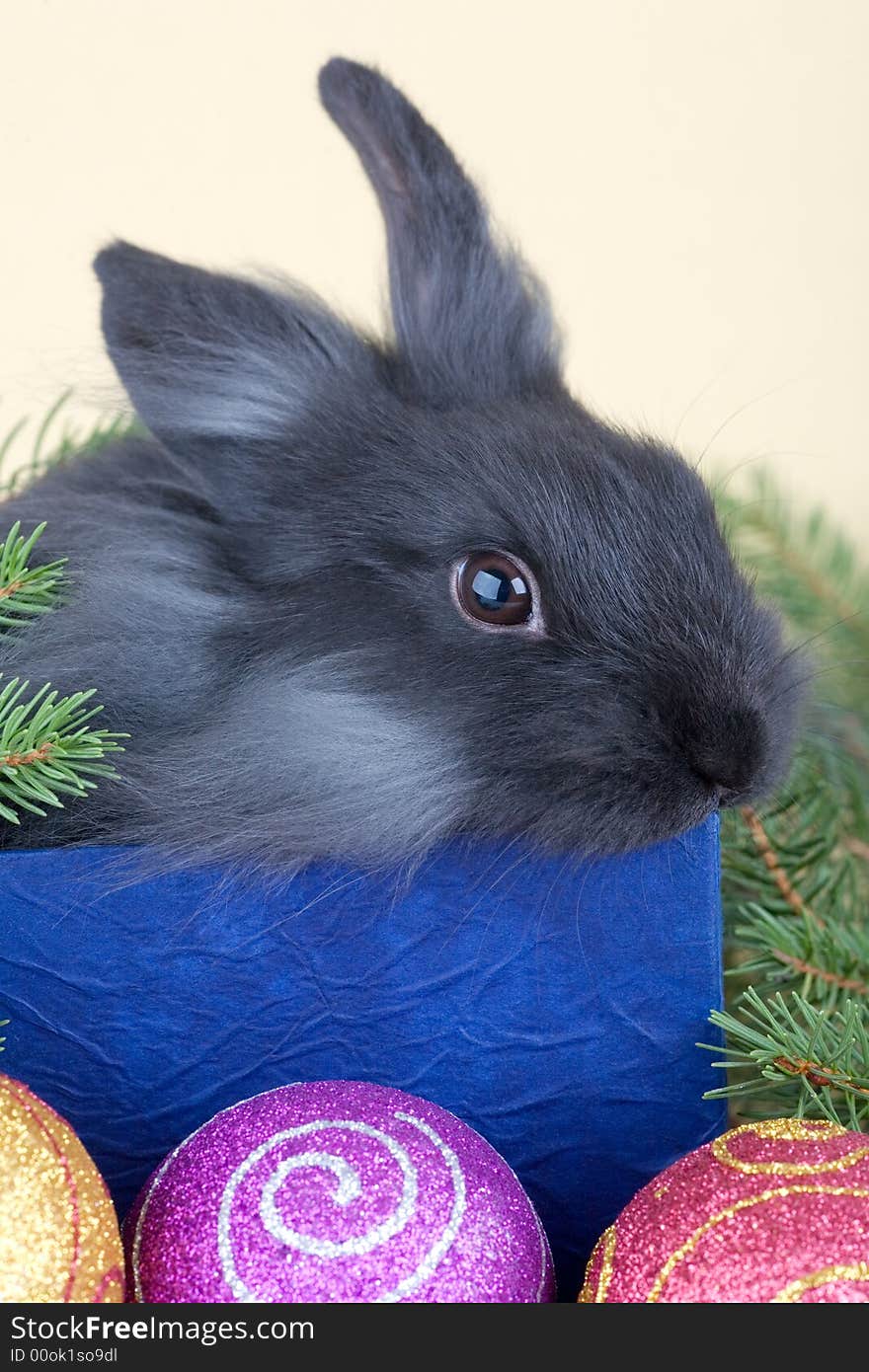 Grey bunny in an gift box and christmas decorations. Grey bunny in an gift box and christmas decorations