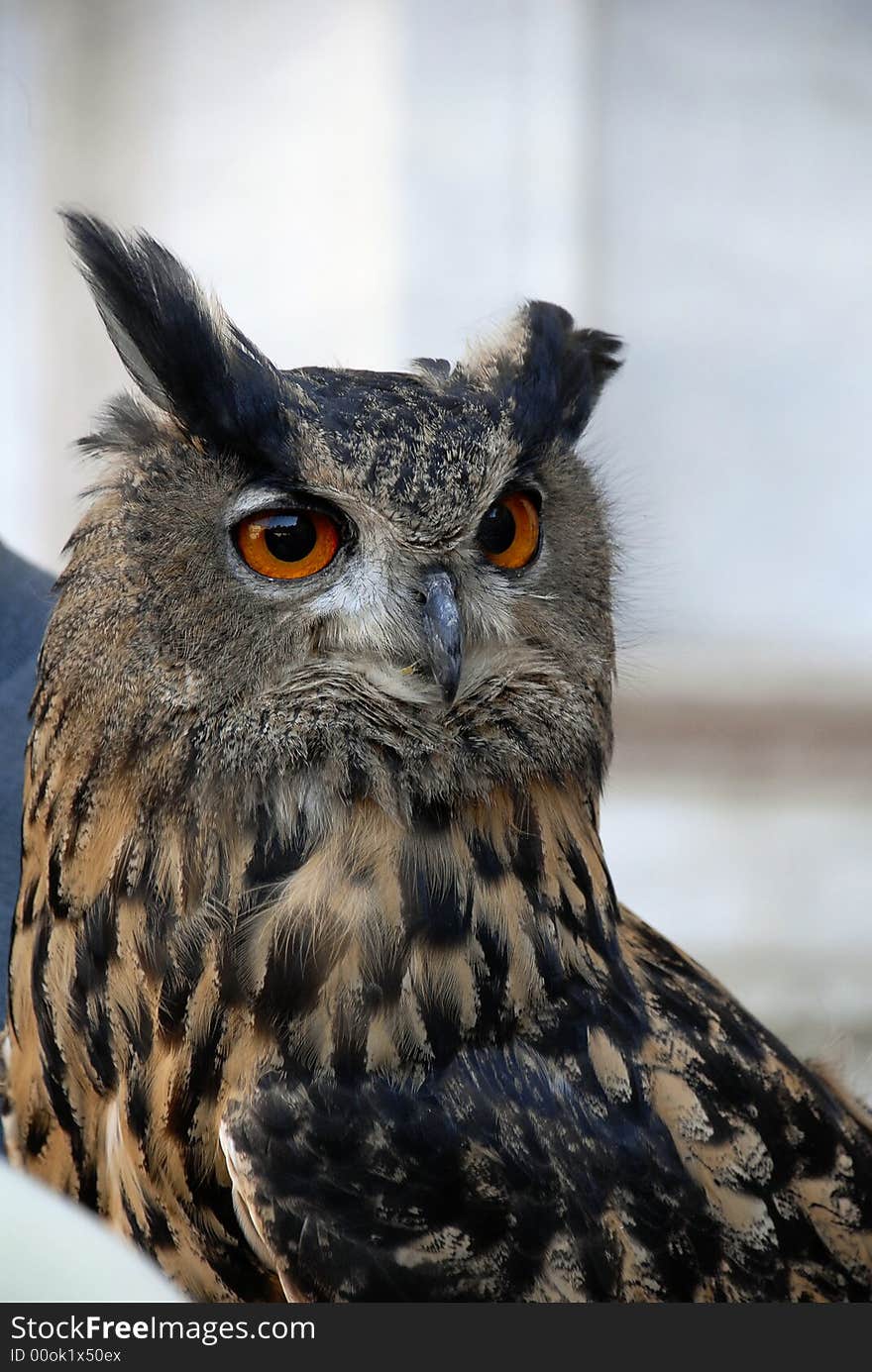 Bird of prey in the forest. Bird of prey in the forest