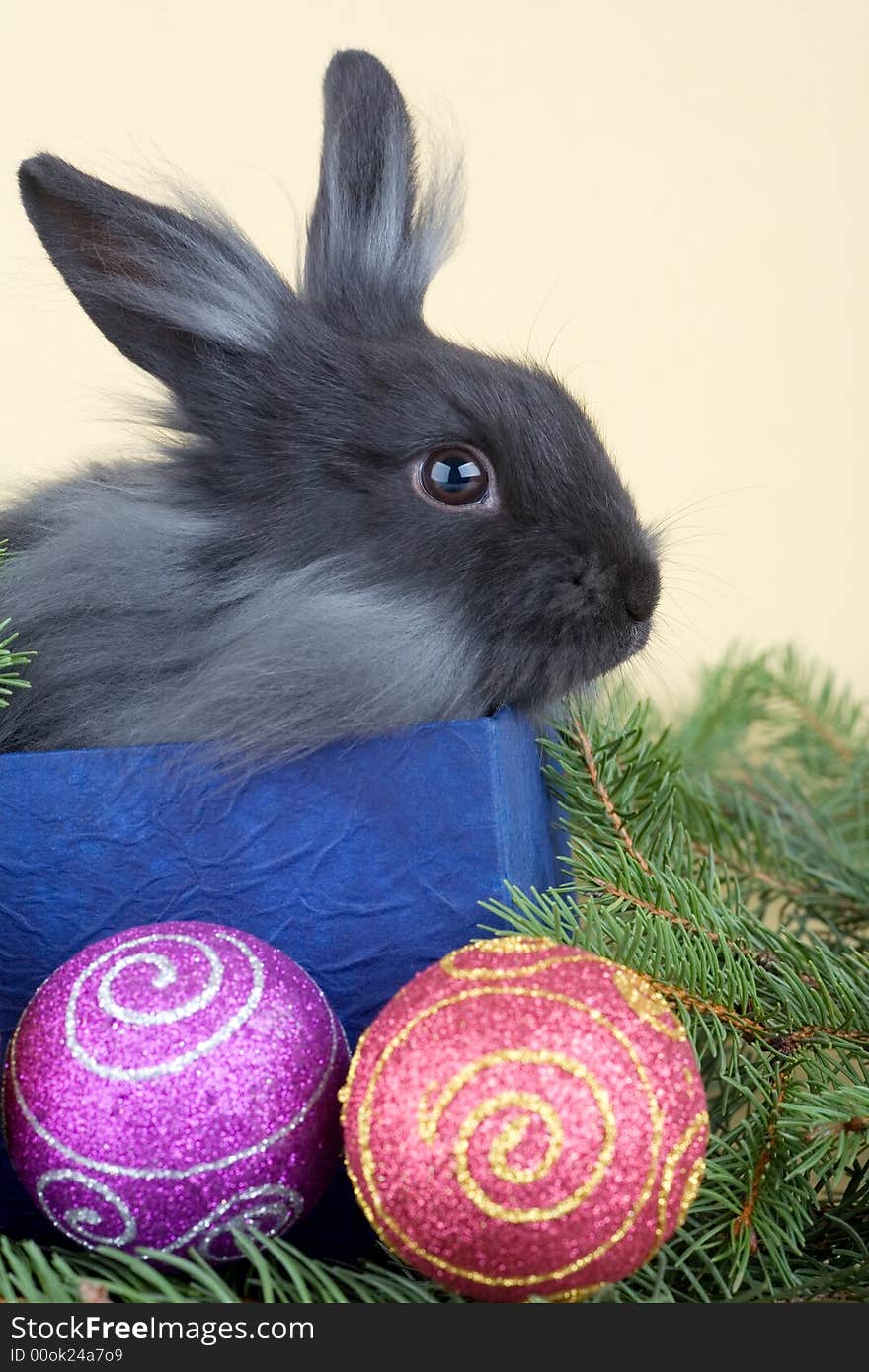 Grey bunny in an gift box and christmas decorations. Grey bunny in an gift box and christmas decorations