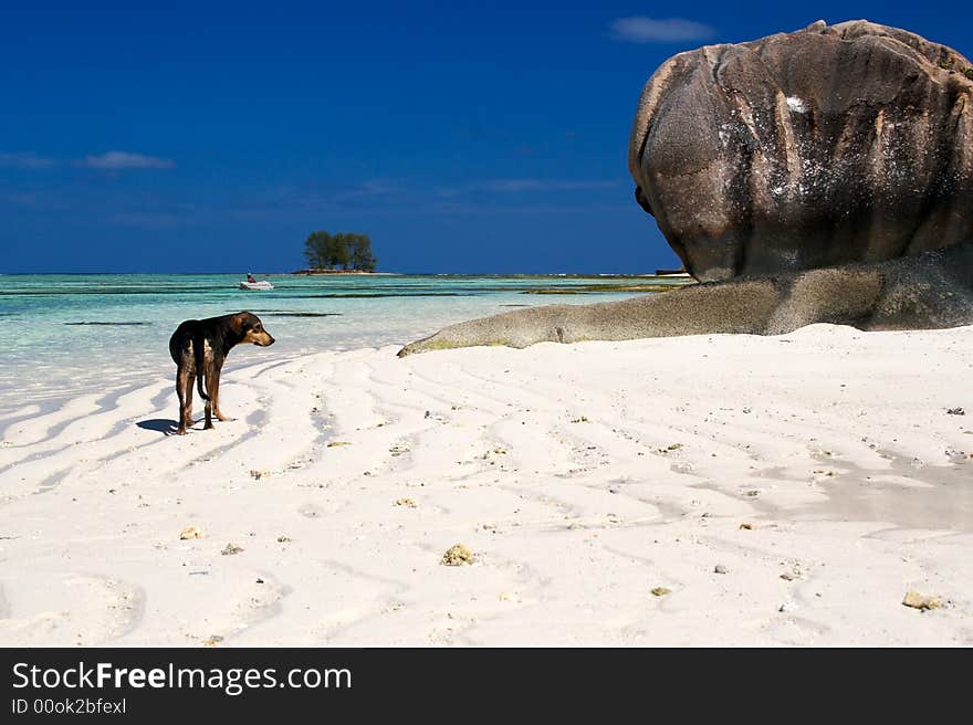 Fisherman and dog