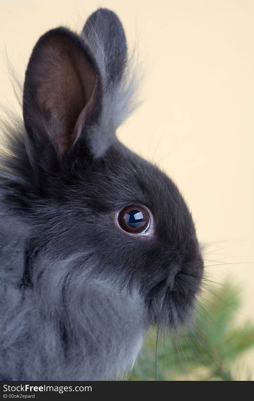 Bunny and christmas tree