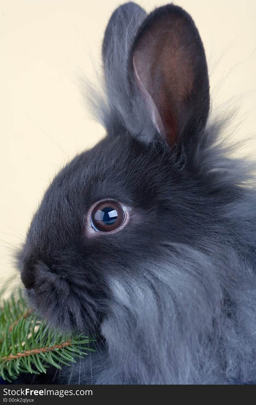 Bunny and christmas tree