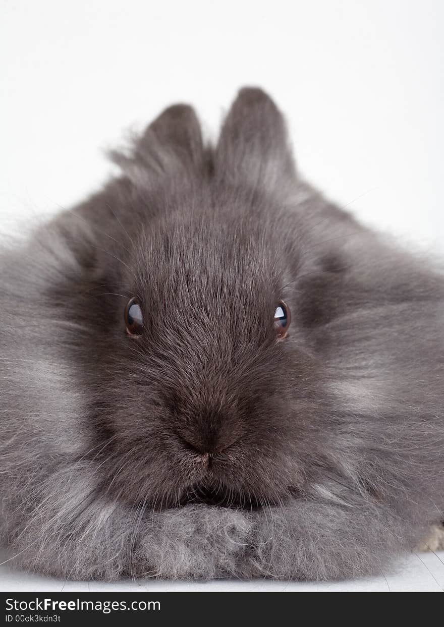 Grey bunny portrait