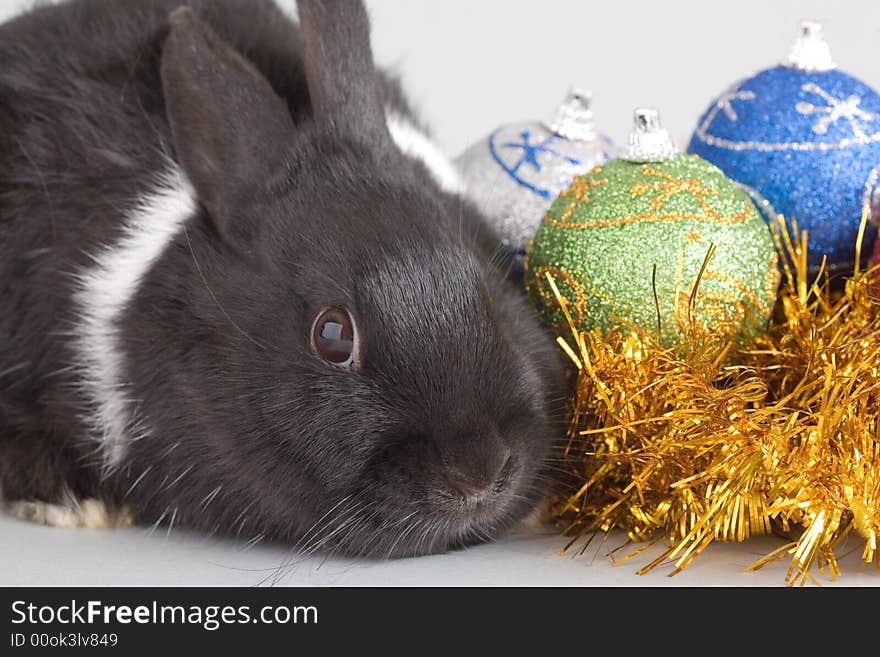 Bunny and christmas decorations