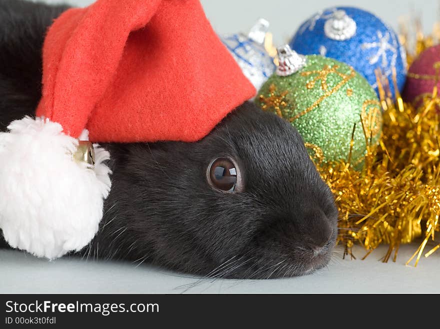 Bunny and christmas decorations