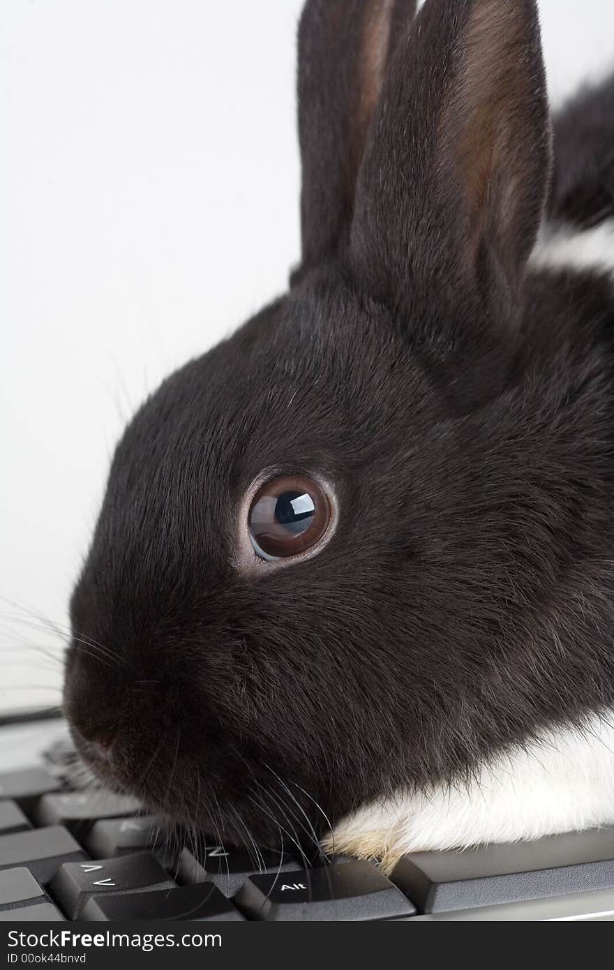 Black and white bunny on the keyboard, isolated on white