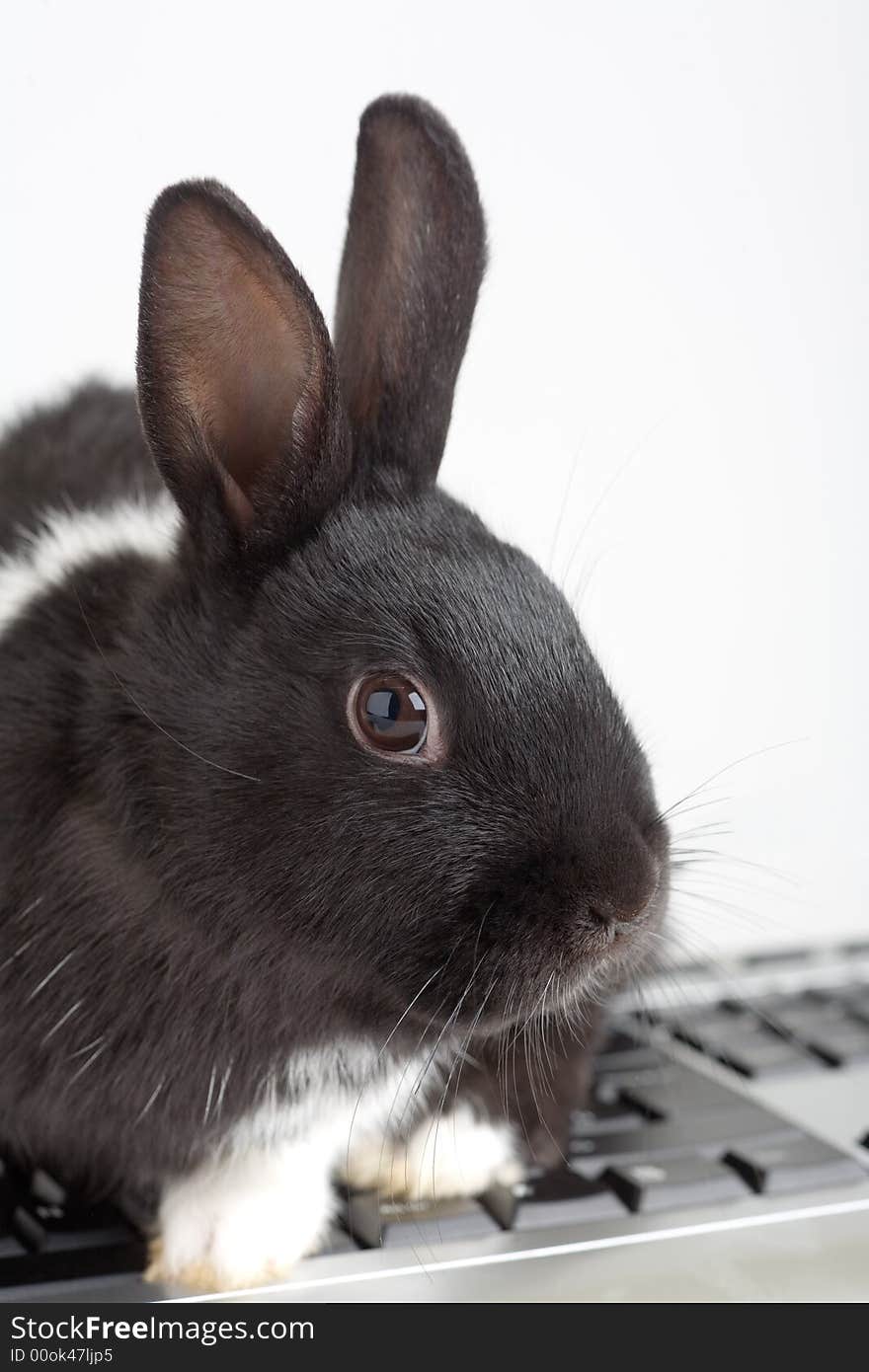 Black and white bunny on the keyboard, isolated on white