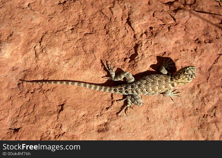 Lizard with colors blending with the red rock background. Lizard with colors blending with the red rock background.