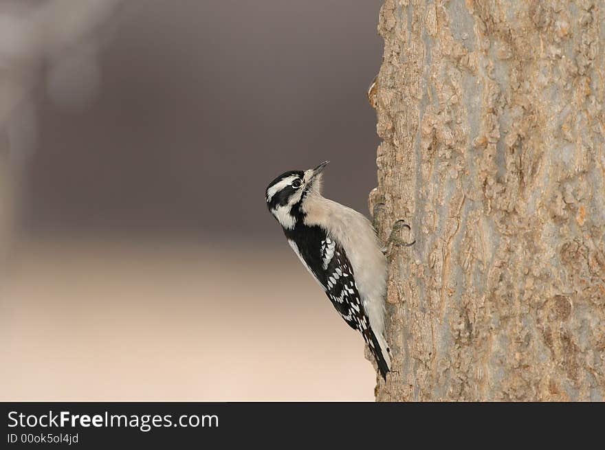 Downey Woodpecker