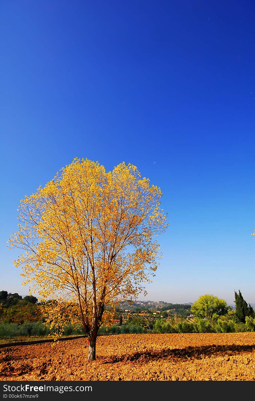 Beautiful golden tree, in autumn, Italy