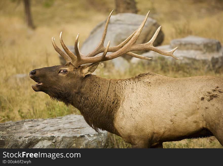 Beautiful elk in the wilderness in fall. Beautiful elk in the wilderness in fall