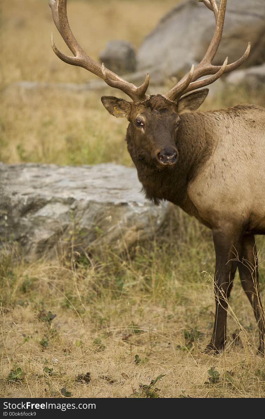 Beautiful elk in the wilderness in fall