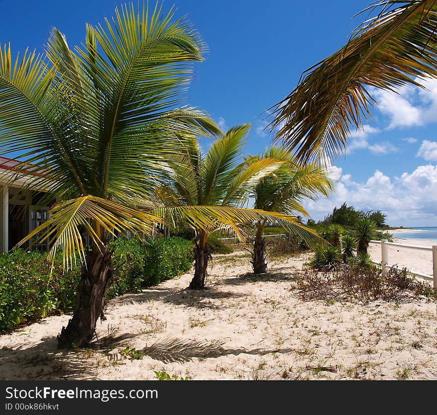 Beautiful Bagamas island in the Caribbean sea. Creat palms and awesome sand