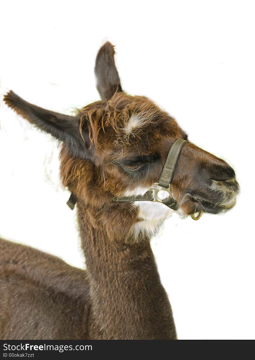 Brown llama close-up, over white