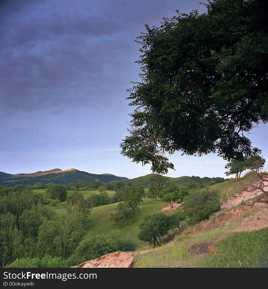 Trees and clouds