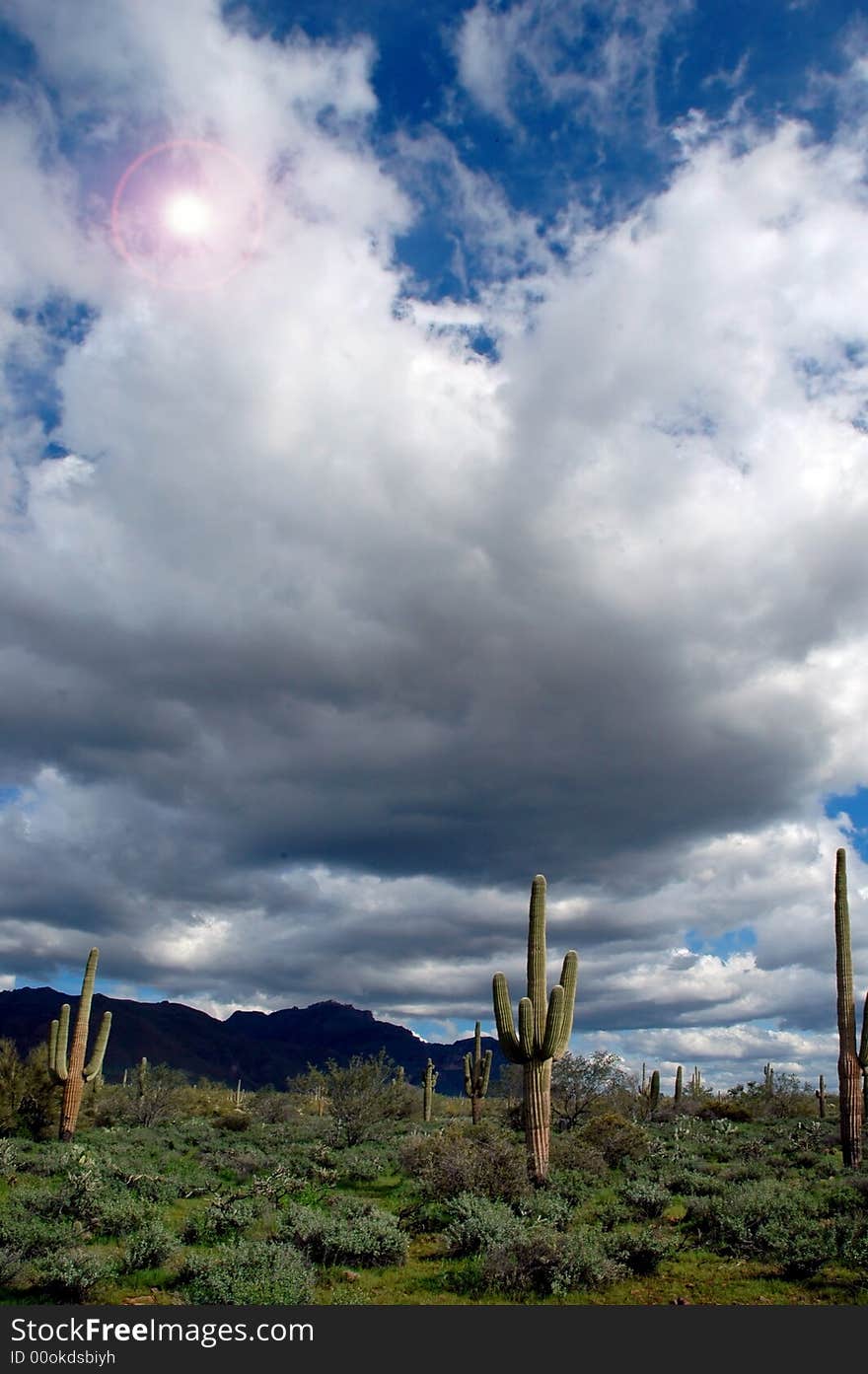 Saguaro Cactus in Arizona with sky clouds and sun in background