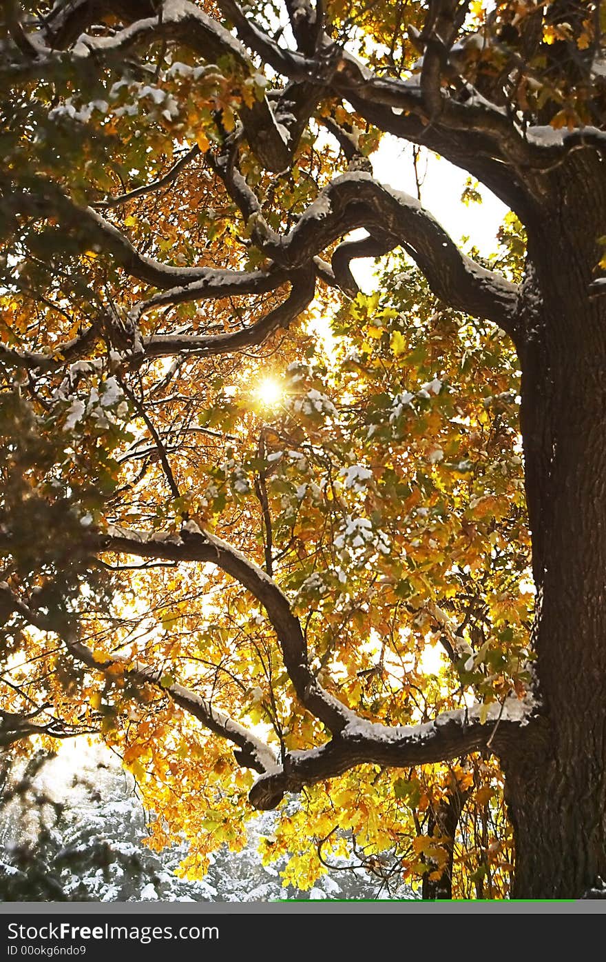 Sun trees, white the winter parka. Sun trees, white the winter parka