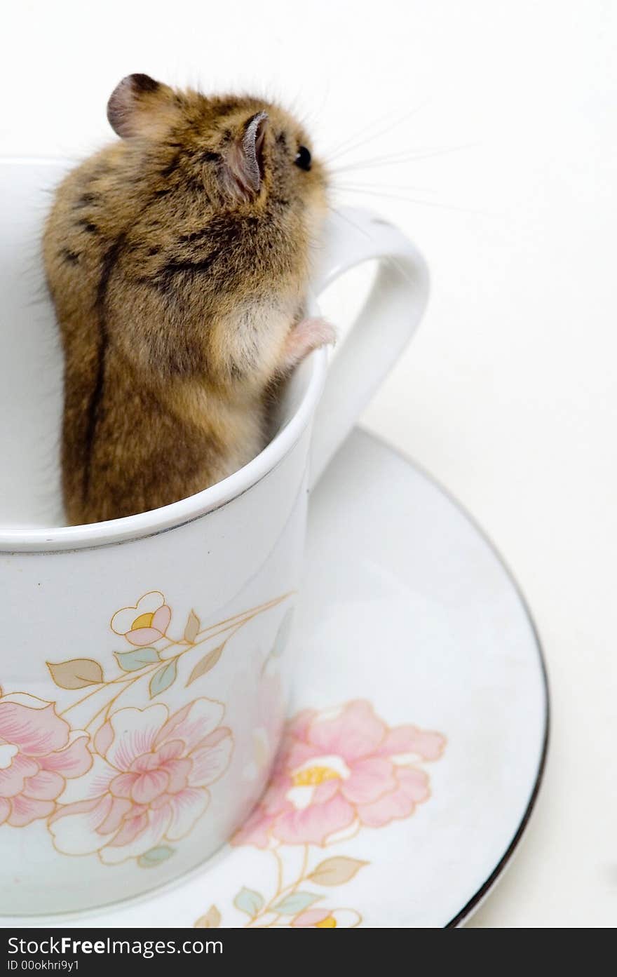 A hamsters in the cup with white background. A hamsters in the cup with white background