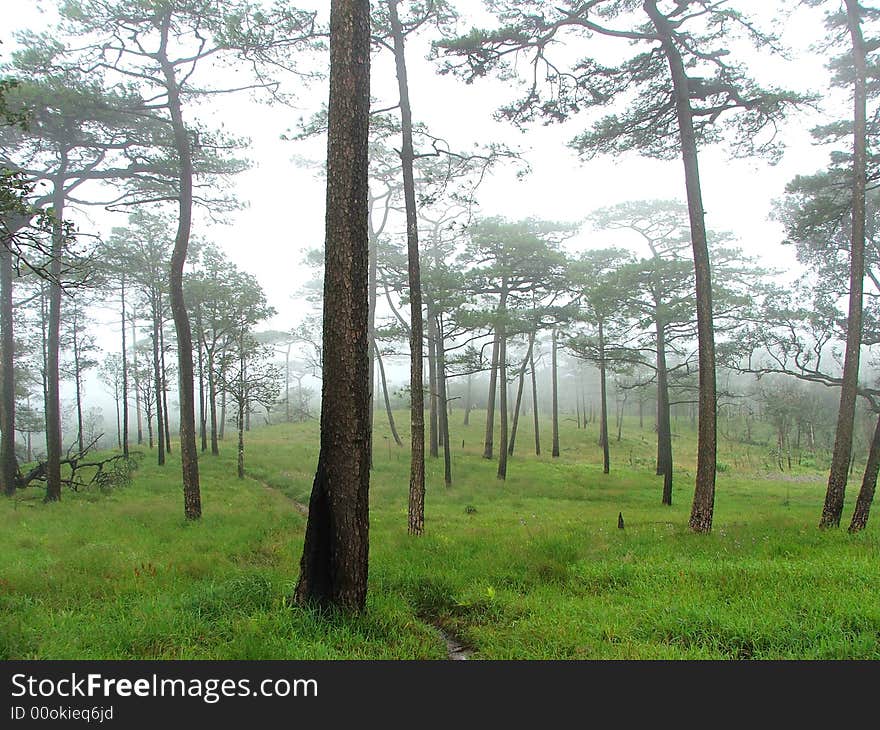 Tree at Phusoidoa Green glass Thailand Travel