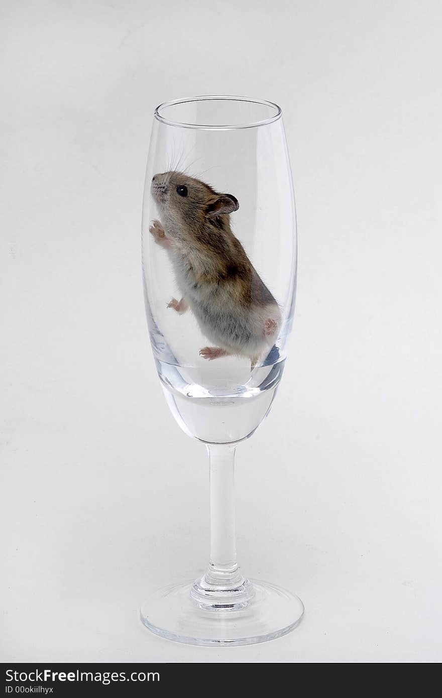 A hamsters in the glass with white background