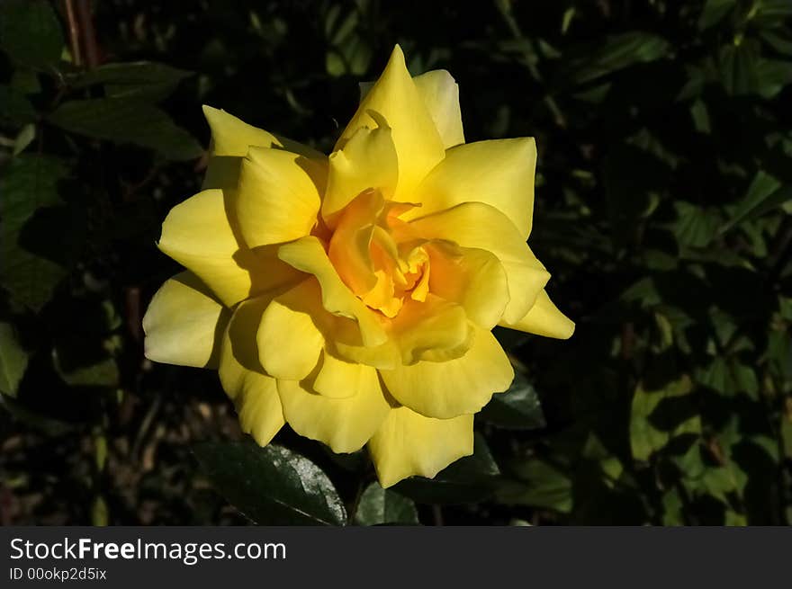 Yellow rose