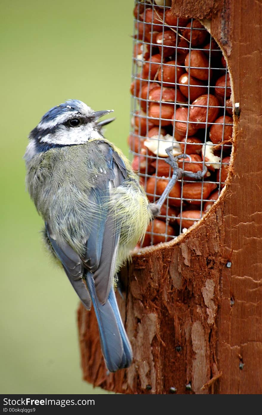 BLUE TIT ON FEEDER