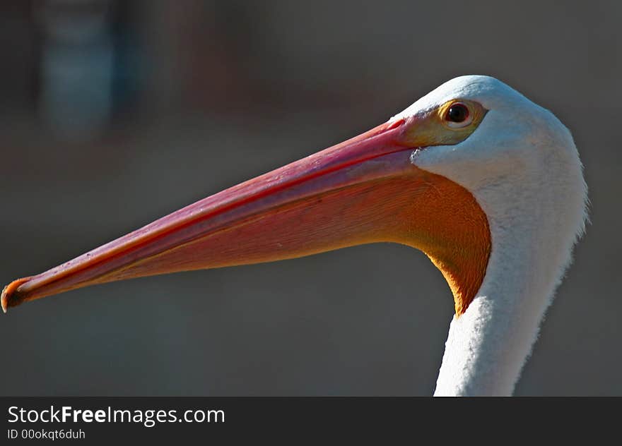 White pelican in acapulco bay mexico