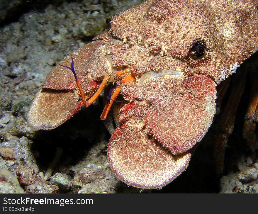 Huge Carb At Coral Reef