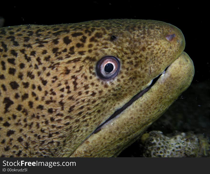 Head of Giant moray, night dive, Red Sea, Egypt