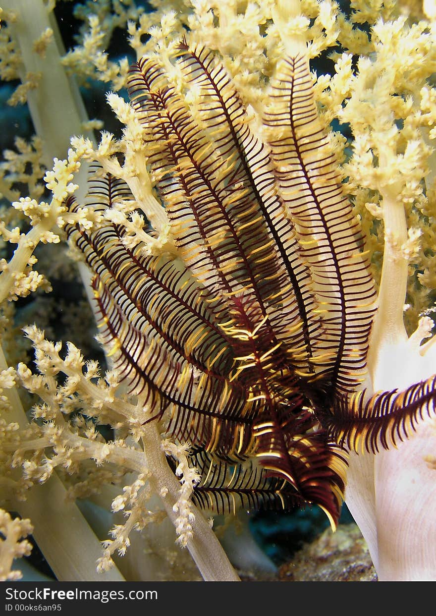 Red Sea Starfish, underwater marine life, Photo on wreck of Thistlegorm, Red Sea, Egypt. Red Sea Starfish, underwater marine life, Photo on wreck of Thistlegorm, Red Sea, Egypt