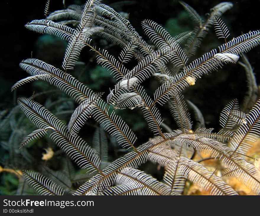 Burning grass, soft coral, coral reef Red Sea. Burning grass, soft coral, coral reef Red Sea