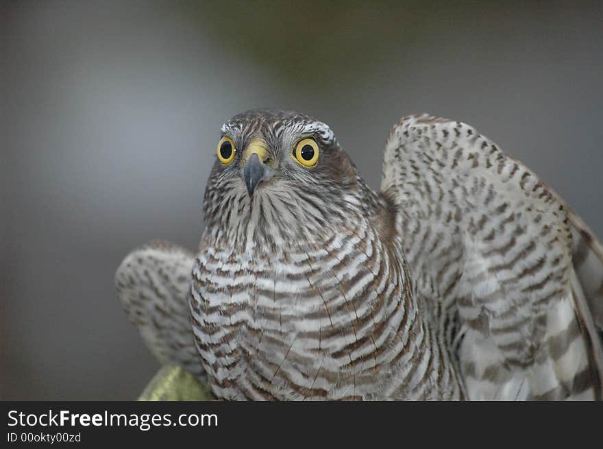 Goshawk