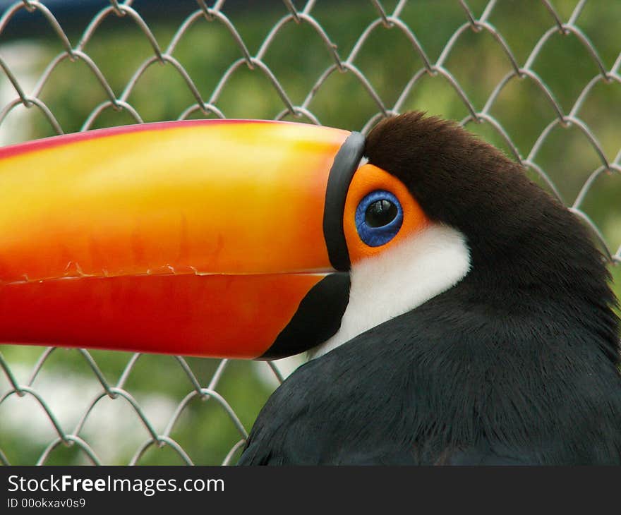 Photo of toucan in Lisbon Zoo, Portugal