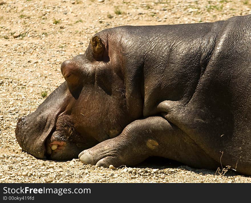 Resting Hippo