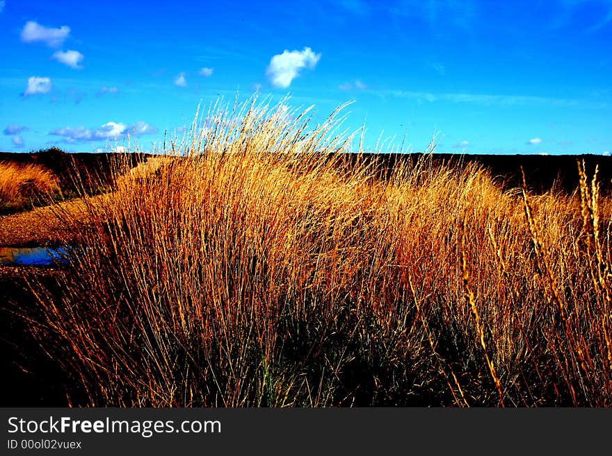 Golden grass underlining single cloud. South England, cost.