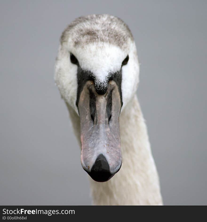 Cygnet