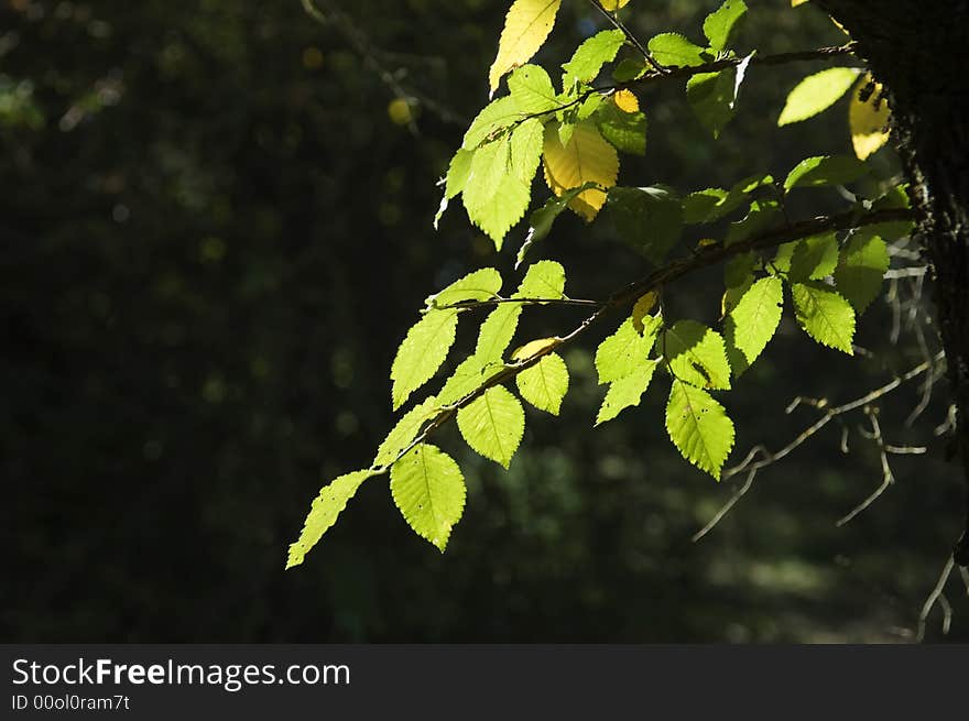 Foliage detail