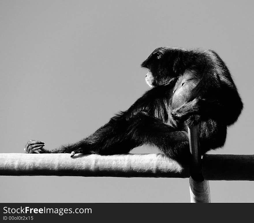 B&W Portrait of a Bonobo Chimpanzee resting and watching from atop a bamboo perch. B&W Portrait of a Bonobo Chimpanzee resting and watching from atop a bamboo perch