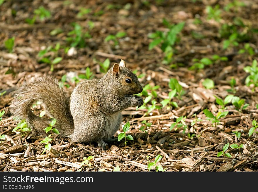 Young gray squirrel chewing on a nut.