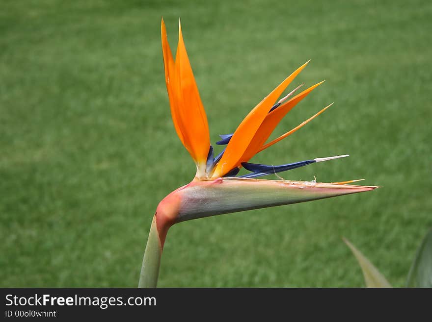 CLose-up of the Bird of Paradise flower. CLose-up of the Bird of Paradise flower.