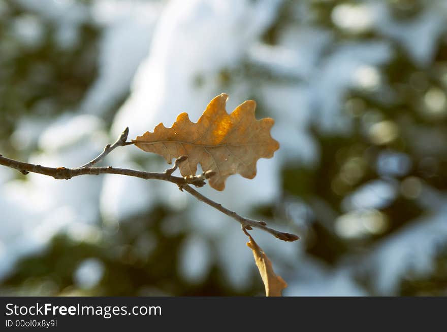 Sunbeam, by a large plan leaves. Sunbeam, by a large plan leaves.