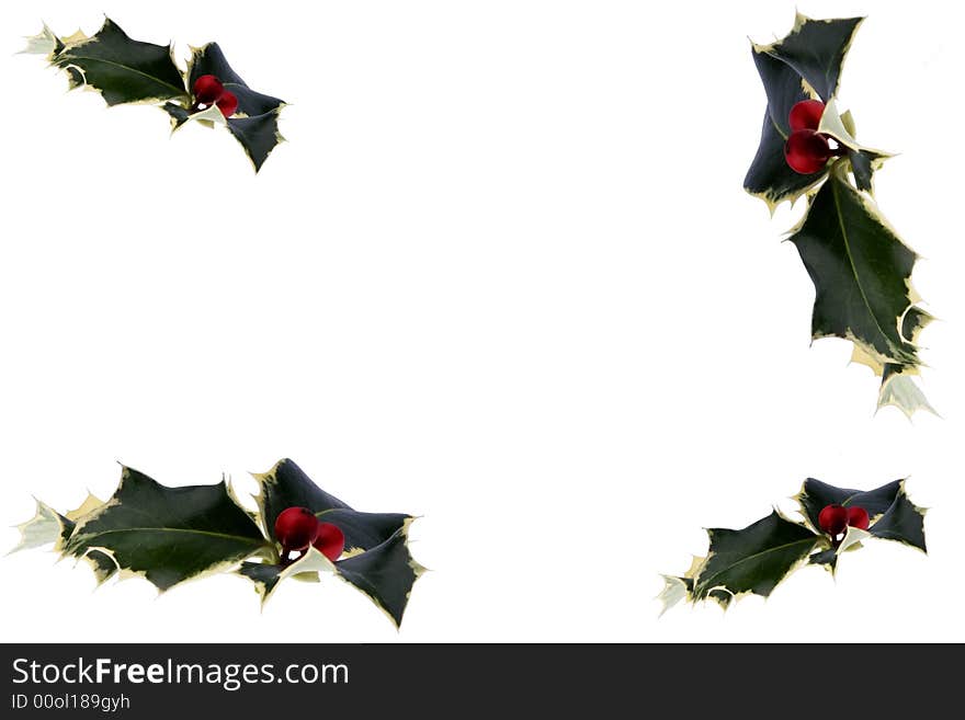 Flighing Holly Leaves