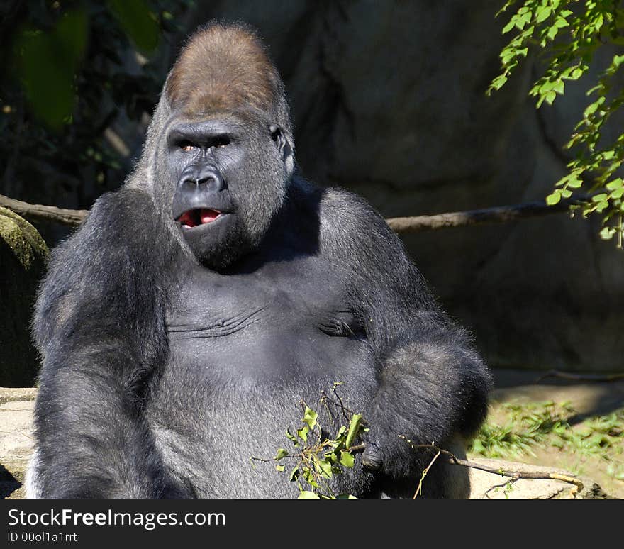 Male Lowland Gorilla having a snack and closely watch any movement. Male Lowland Gorilla having a snack and closely watch any movement.