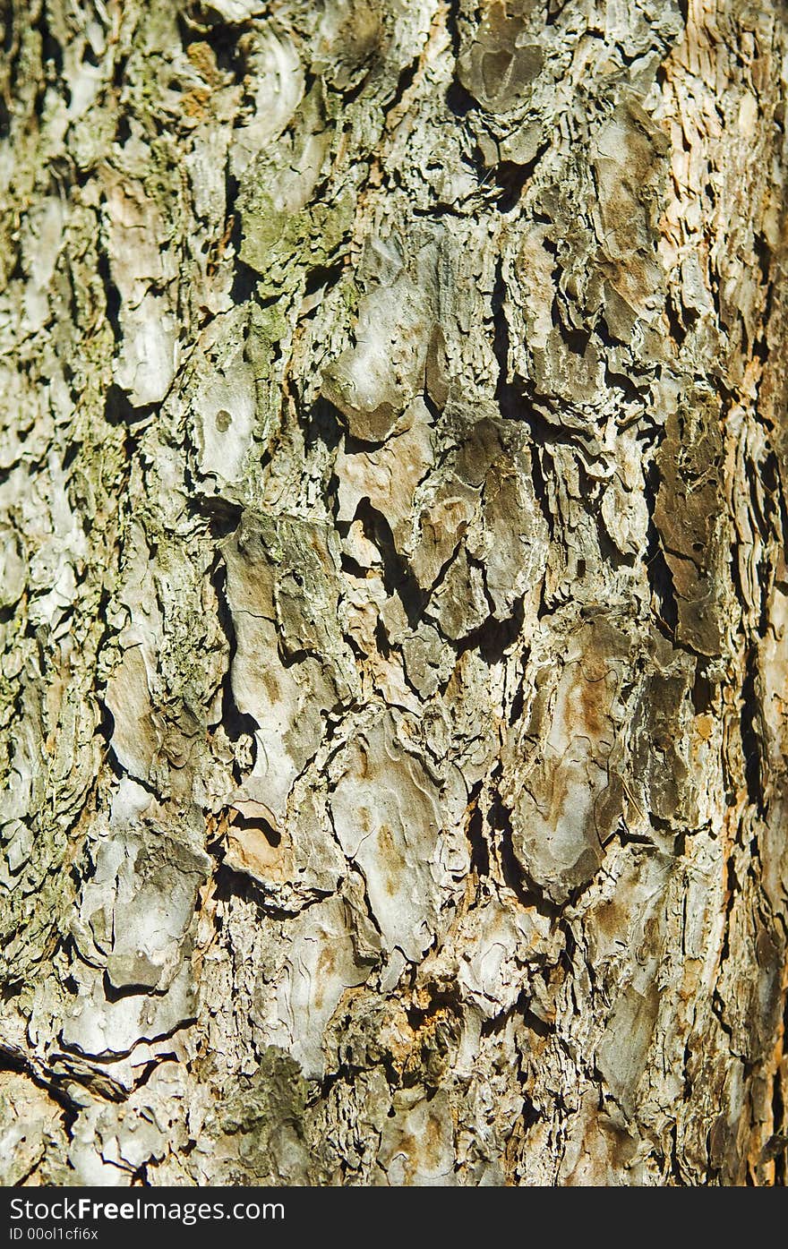 Pine tree bark detail showing a cracked texture. Pine tree bark detail showing a cracked texture