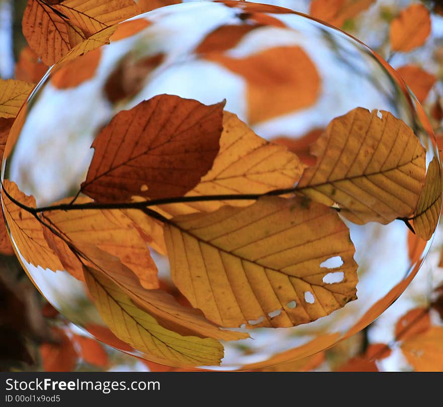 Autumn leaves enhanced through bubble. Autumn leaves enhanced through bubble.