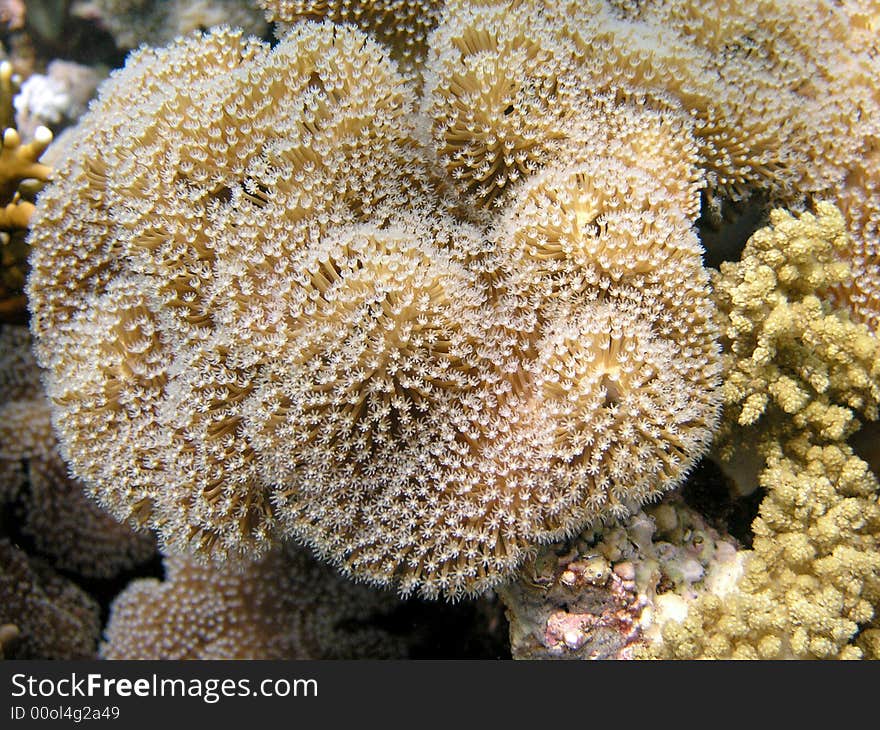 Red Sea Coral Reef, Mushroom s