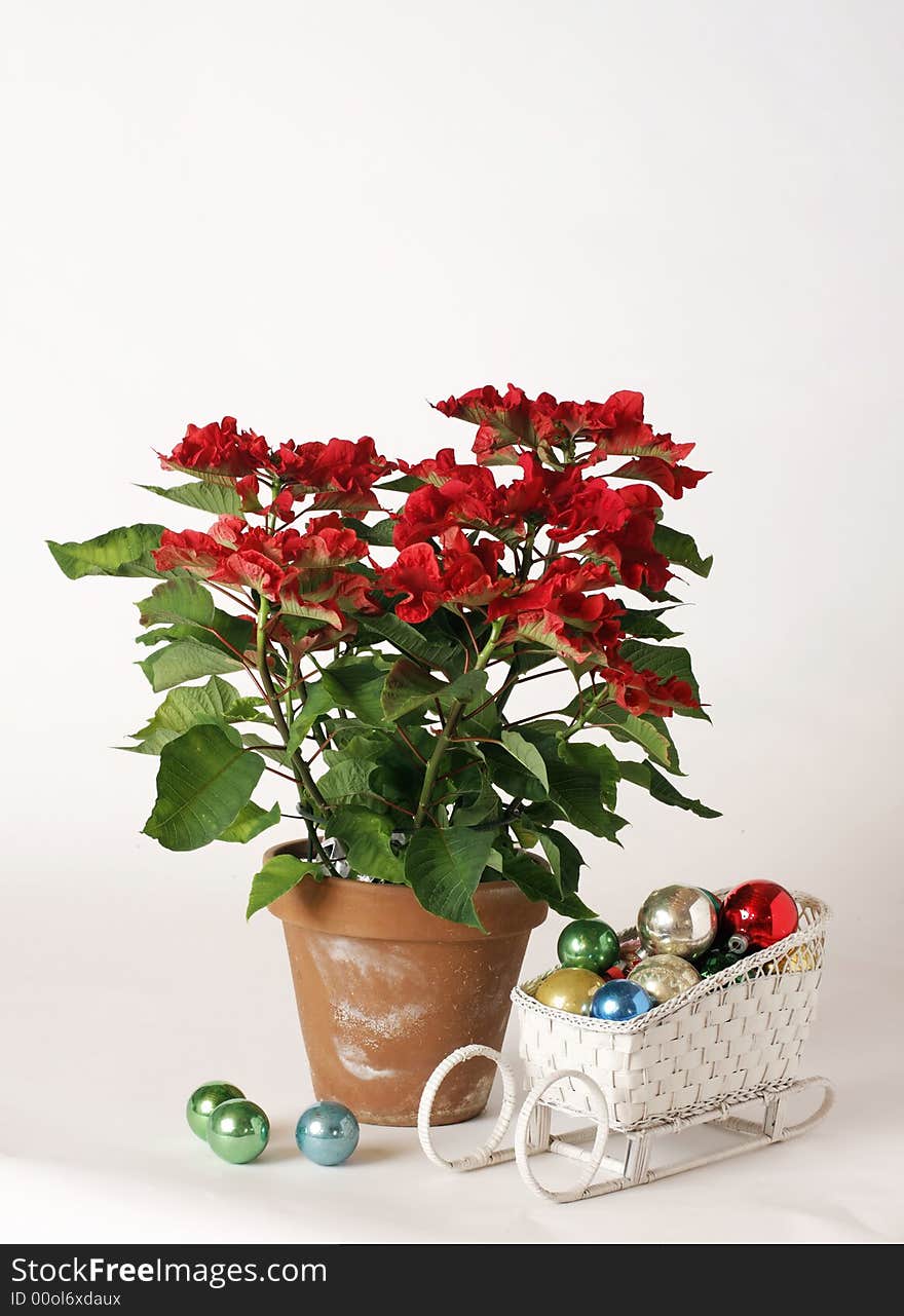 Poinsettia